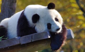 Google Panda Algorithm Changes